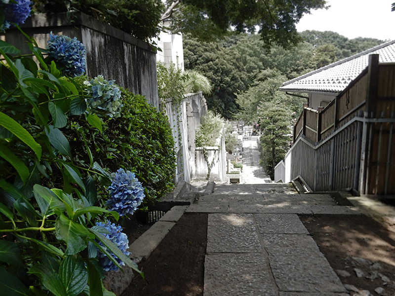zoushigaya reien graveyard with hydrangeas
